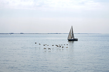 Sailing ship is sailing on the serene sea with goose birds flying next to it