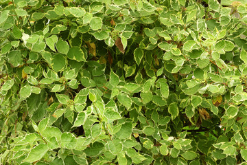 Fototapeta na wymiar White variegated dogwood. Ornamental shrub with green and white
