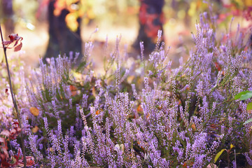 beautiful lush blooming purple heather in the forest. In the background natural summer, autumn background, yellow and red foliage. Gentle sunlight.
