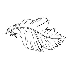 Decorative line art doodle style tribal feather
