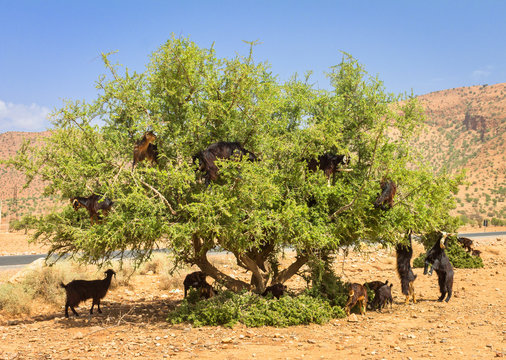 Goats graze in argan trees