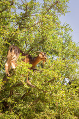 Fototapeta na wymiar Goat graze in argan trees