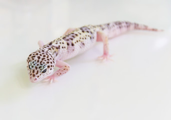 Lizard on white background. Studio.
