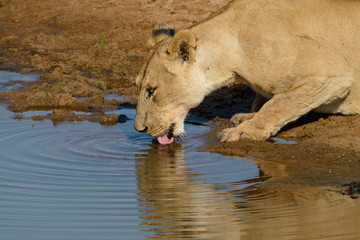 Naklejka na ściany i meble Lion (lioness) (Panthera leo) drinking. Ruaha National Park. Tanzania