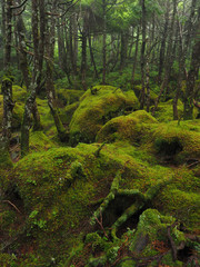 苔の森