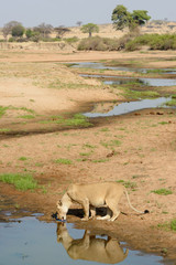 Naklejka premium Lion (lioness) (Panthera leo) drinking. Ruaha National Park. Tanzania