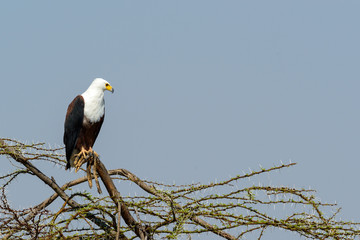 African fish eagle (Haliaeetus vocifer). Ruaha National Park. Tanzania