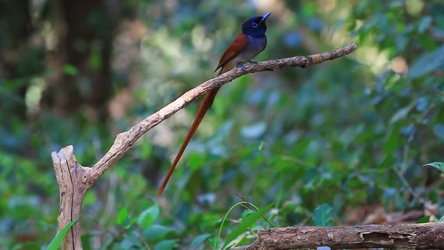 Bird in nature, asian paradise flycatcher perching on a branch