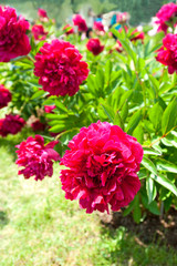 Bush with beautiful dark red Paul Wild peony flowers