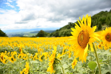 ひまわり　花　ひまわり畑