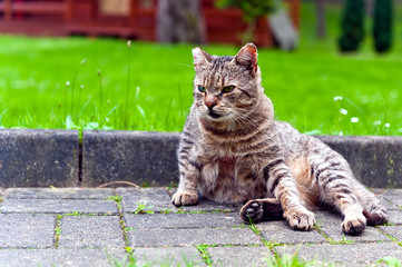 Cat sitting on paved walk outdoors