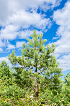 Beautiful pine