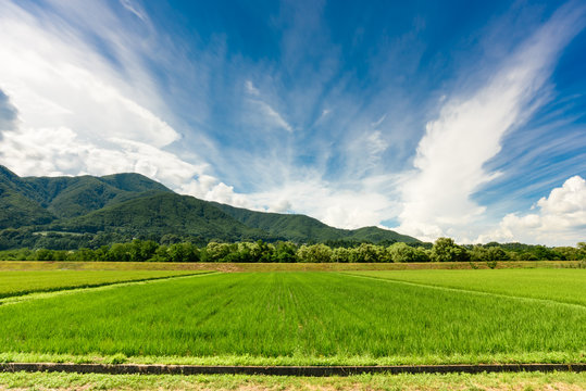日本の田園風景