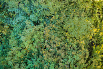 Different Green summer grass lawn