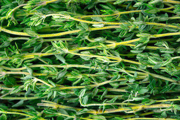 Thyme background close-up