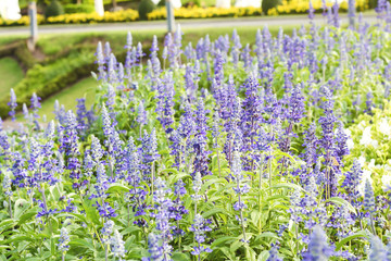 Sunset over a violet lavender field in Provence