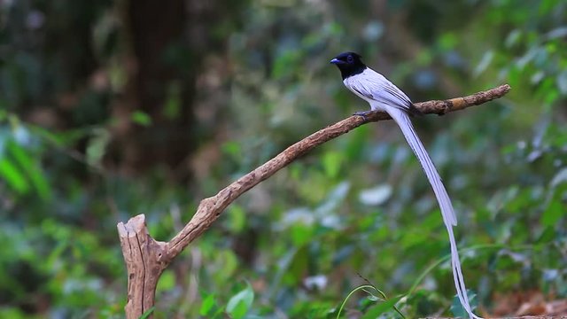 Bird in nature, asian paradise flycatcher perching on a branch
