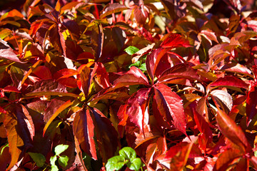 Rote Blätter im Sonnenlicht