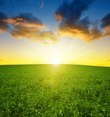 Obraz na płótnie Canvas Pea field in the sunset.