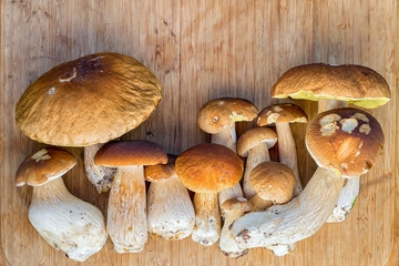 group of fresh cepe mushrooms on a wooden table with copy space, harvest from the forest