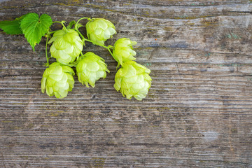 Fresh branches and cones of green hop over old wooden background. Beer concept. With copy space....