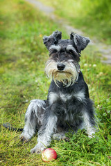 Miniature schnauzer sits on the grass outdoor
