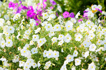 Many white flowers. Landscape from the buds. Beautiful flower bed. Blurred focus. Summer plants. Greeting card.