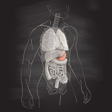illustration of the stomach
