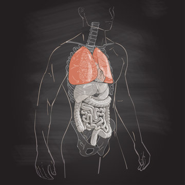 illustration of the lung