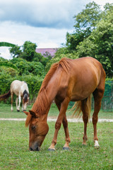 Naklejka na ściany i meble Horse ,The horse country of Thailand.