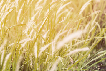 White fountain grass under warm sunlight