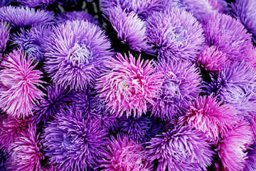 pink and violet aster flowers background    