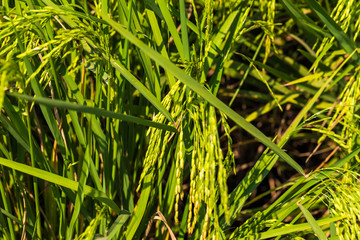 Obraz premium Green rice in the field rice background close up