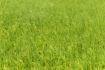 Background of Paddy rice green leaf field