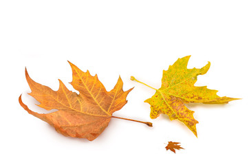 autumn leaves background isolated