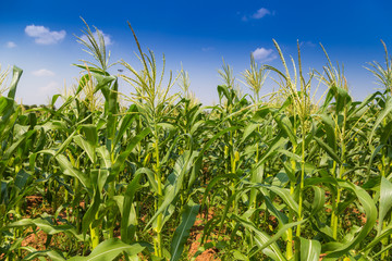 Corn field and sky with beautiful clouds