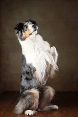 Obraz premium Australian Shepherd mit blauen Augen macht Männchen im Studio