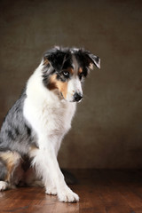 Australian Shepherd mit blauen Augen im Studio