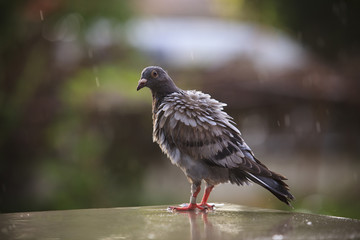 speed racing pigeon birds and raining plumage