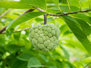 Fototapeta premium Custard apple fruit on green tree in the garden