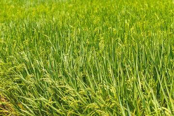 Background of Paddy rice green leaf field