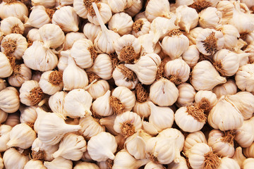 Indian Garlic