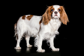 cavalier king in black studio watching me