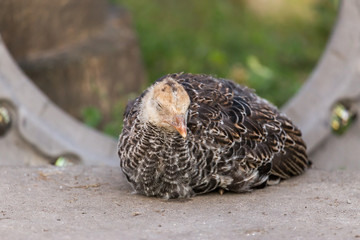 Portrait of a yong turkey on the organic household yard. Authentic farm series.