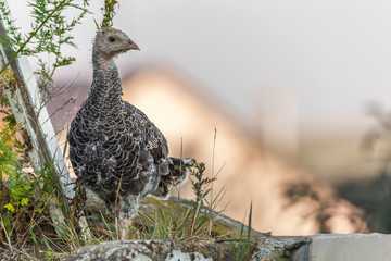 Portrait of a yong turkey on the organic household yard. Authentic farm series.