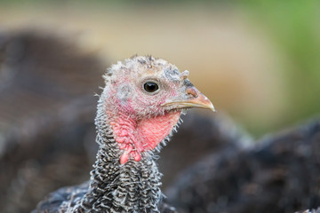 Portrait of a yong turkey on the organic household yard. Authentic farm series.
