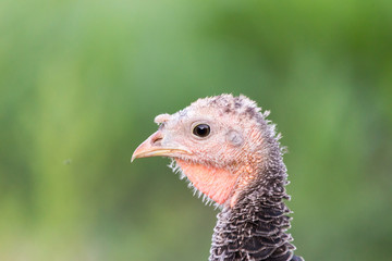 Portrait of a yong turkey on the organic household yard. Authentic farm series.