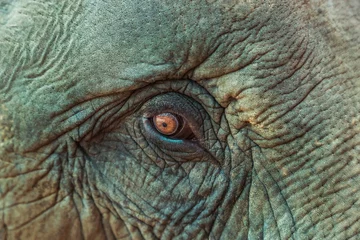 Crédence de cuisine en verre imprimé Éléphant close up asia elephant eye 