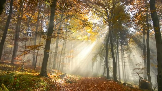 Langsame Kamerafahrt durch zauberhaft beleuchteten nebligen Wald im Herbst
