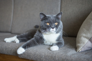 The gray cat lying on the sofa